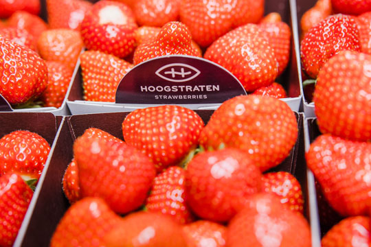 Aardbeien Hoogstraten