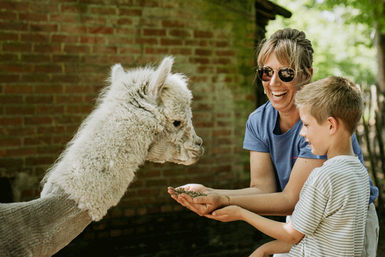 Alpaca Farm