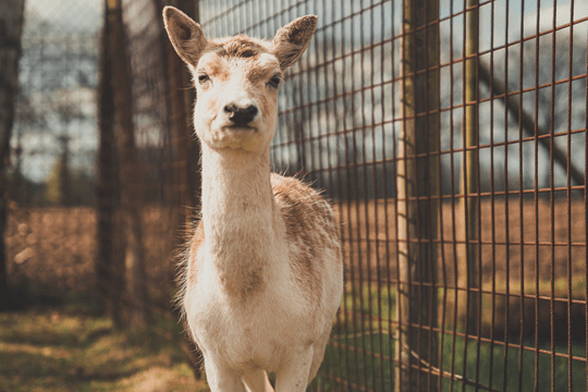 Kinderboerderij 't Ooievaarsnest