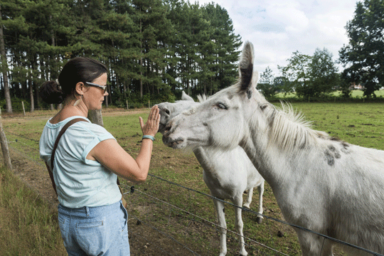 Donkey-DO