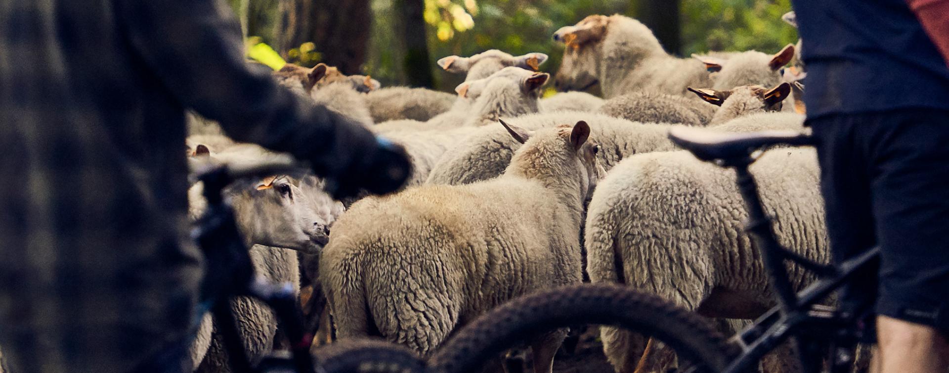 De ineens-waren-daar-schapen Kempen